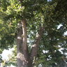 alberi centenari 012