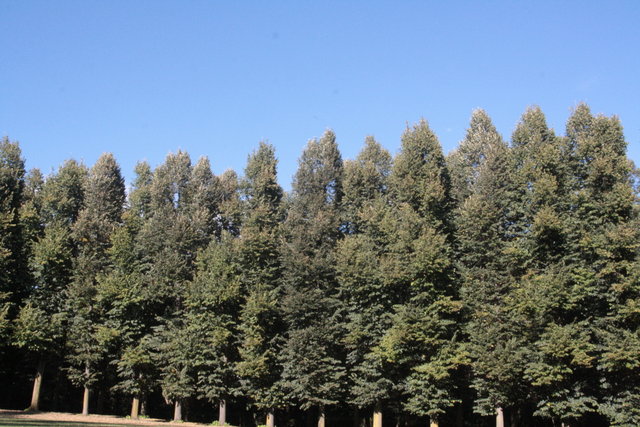 alberi centenari 026