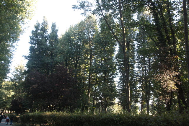 alberi centenari 077